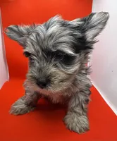 Green Collar Yorkie, a male Yorkshire Terrier for sale in Douglasville, GA – 6 of 8