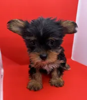 Red Collar Yorkie, a female Yorkshire Terrier for sale in Douglasville, GA – 7 of 7