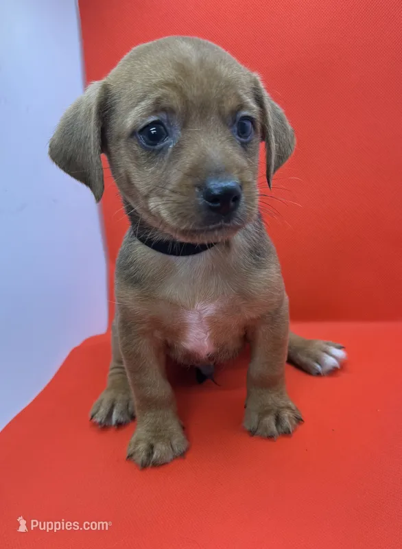 Black Collar Boy  – Chorkie puppy for sale in Douglasville, GA