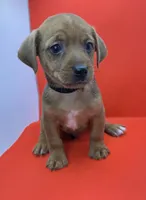Black Collar Boy , a male Chorkie for sale in Douglasville, GA – 1 of 3