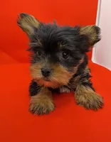 Red Collar Yorkie, a female Yorkshire Terrier for sale in Douglasville, GA – 1 of 7