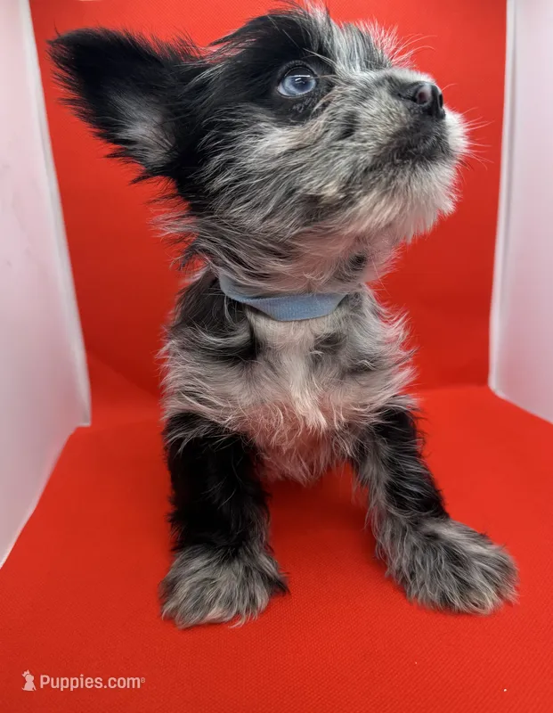 Blue Collar Yorkie – Yorkshire Terrier puppy for sale in Douglasville, GA