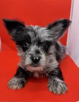 Blue Collar Yorkie, a male Yorkshire Terrier for sale in Douglasville, GA – 6 of 9