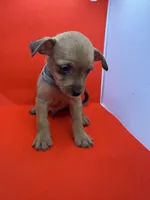 Gray Collar Boy, a male Chorkie for sale in Douglasville, GA – 6 of 6