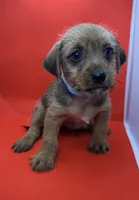 Blue Collar Boy, a male Chorkie for sale in Douglasville, GA – 1 of 4