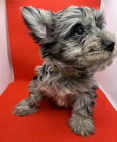 Green Collar Yorkie, a male Yorkshire Terrier for sale in Douglasville, GA – 7 of 8