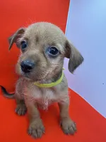 Green collar Boy, a male Chorkie for sale in Douglasville, GA – 5 of 6