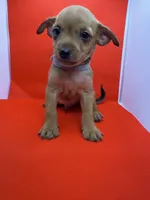 Gray Collar Boy, a male Chorkie for sale in Douglasville, GA – 2 of 6