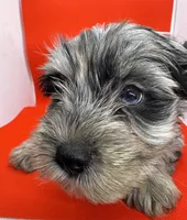 Green Collar Yorkie, a male Yorkshire Terrier for sale in Douglasville, GA – 3 of 8