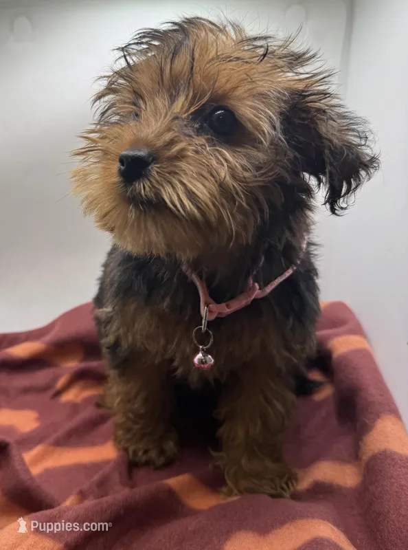 Pink Collar Girl – Chorkie puppy for sale in Douglasville, GA