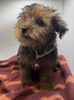 Pink Collar Girl, a female Chorkie for sale in Douglasville, GA – Photo 5 of 6