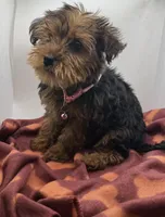 Pink Collar Girl, a female Chorkie for sale in Douglasville, GA – Photo 2 of 6