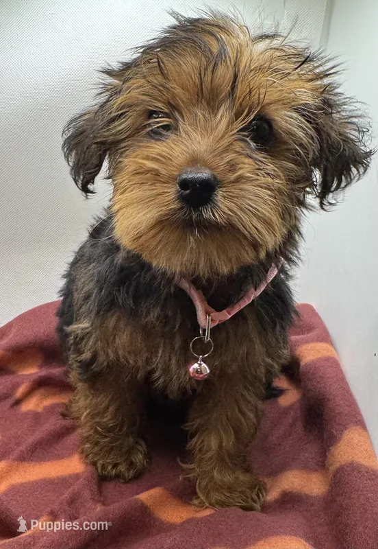 Pink Collar Girl – Chorkie puppy for sale in Douglasville, GA