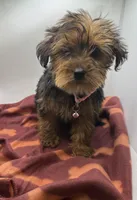 Pink Collar Girl, a female Chorkie for sale in Douglasville, GA – Photo 3 of 6