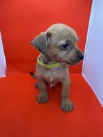 Green collar Boy, a male Chorkie for sale in Douglasville, GA – 4 of 6