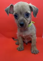 Green collar Boy, a male Chorkie for sale in Douglasville, GA – 3 of 6