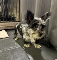 Blue Collar Merle Yorkie, a male Yorkshire Terrier for sale in Douglasville, GA – 2 of 9