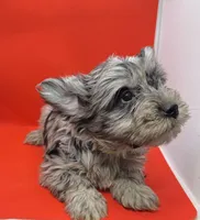 Green Collar Yorkie, a male Yorkshire Terrier for sale in Douglasville, GA – 1 of 8