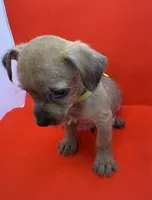Green collar Boy, a male Chorkie for sale in Douglasville, GA – 2 of 6