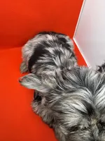 Green Collar Yorkie, a male Yorkshire Terrier for sale in Douglasville, GA – 4 of 8