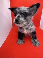 Blue Collar Yorkie, a male Yorkshire Terrier for sale in Douglasville, GA – 4 of 9