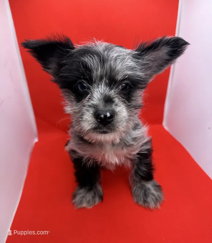 Blue Collar Yorkie – Yorkshire Terrier puppy for sale in Douglasville, GA