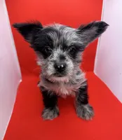 Blue Collar Yorkie, a male Yorkshire Terrier for sale in Douglasville, GA – 3 of 9