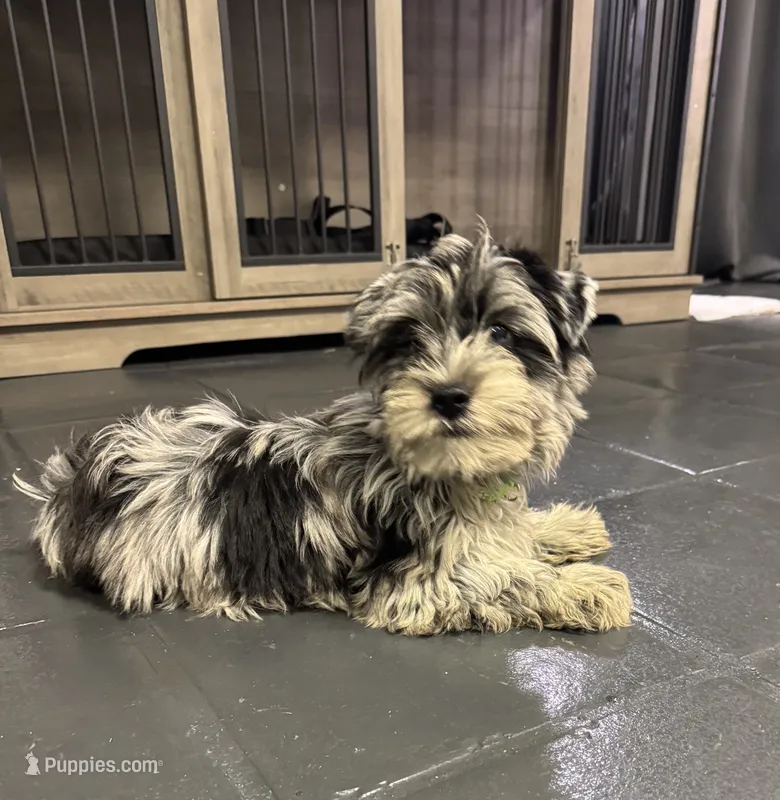 Green Collar Yorkie – Yorkshire Terrier puppy for sale in Douglasville, GA
