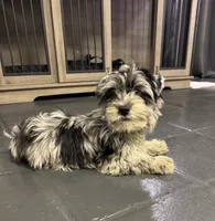 Green Collar Merle Yorkie, a male Yorkshire Terrier for sale in Douglasville, GA – 1 of 10