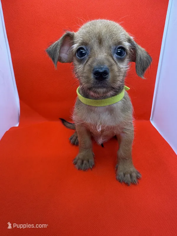 Green collar Boy – Chorkie puppy for sale in Douglasville, GA