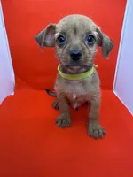 Green collar Boy, a male Chorkie for sale in Douglasville, GA – 1 of 6