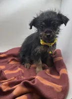 Yellow Collar Girl, a female Chorkie for sale in Douglasville, GA – Photo 5 of 9