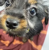 Yellow Collar Girl, a female Chorkie for sale in Douglasville, GA – Photo 3 of 9