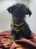 Yellow Collar Girl, a female Chorkie for sale in Douglasville, GA – Photo 1 of 9