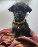 Yellow Collar Girl, a female Chorkie for sale in Douglasville, GA – Photo 2 of 9