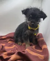 Yellow Collar Girl, a female Chorkie for sale in Douglasville, GA – Photo 6 of 9