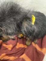 Yellow Collar Girl, a female Chorkie for sale in Douglasville, GA – Photo 4 of 9