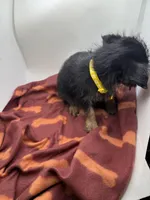 Yellow Collar Girl, a female Chorkie for sale in Douglasville, GA – Photo 9 of 9