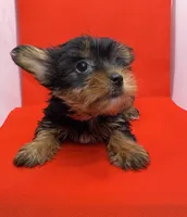Red Collar Yorkie, a female Yorkshire Terrier for sale in Douglasville, GA – 5 of 7