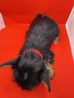 Red Collar Yorkie, a female Yorkshire Terrier for sale in Douglasville, GA – 4 of 7
