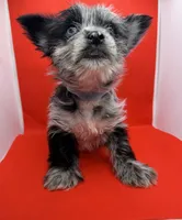 Blue Collar Yorkie, a male Yorkshire Terrier for sale in Douglasville, GA – 8 of 9