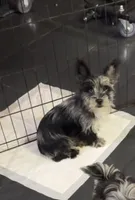 Blue Collar Merle Yorkie, a male Yorkshire Terrier for sale in Douglasville, GA – 3 of 9