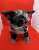 Blue Collar Yorkie, a male Yorkshire Terrier for sale in Douglasville, GA – 2 of 9