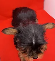 Red Collar Yorkie, a female Yorkshire Terrier for sale in Douglasville, GA – 2 of 7