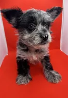 Blue Collar Yorkie, a male Yorkshire Terrier for sale in Douglasville, GA – 5 of 9