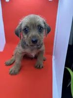Blue Collar Boy, a male Chorkie for sale in Douglasville, GA – 2 of 4