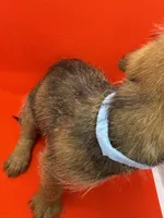 Blue Collar Boy, a male Chorkie for sale in Douglasville, GA – 4 of 4