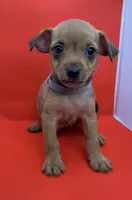 Gray Collar Boy, a male Chorkie for sale in Douglasville, GA – 3 of 6