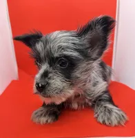 Blue Collar Yorkie, a male Yorkshire Terrier for sale in Douglasville, GA – 9 of 9