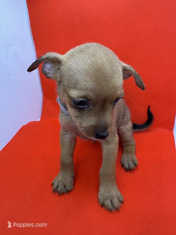 Gray Collar Boy – Chorkie puppy for sale in Douglasville, GA